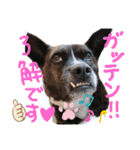 ピコチャッピーこのはつひまりつ参上（個別スタンプ：2）