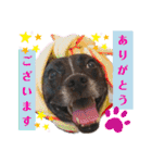ピコチャッピーこのはつひまりつ参上（個別スタンプ：13）