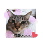 ピコチャッピーこのはつひまりつ参上（個別スタンプ：28）