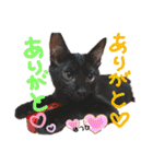 ピコチャッピーこのはつひまりつ参上（個別スタンプ：30）