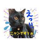 ピコチャッピーこのはつひまりつ参上（個別スタンプ：34）