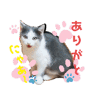 ピコチャッピーこのはつひまりつ参上（個別スタンプ：37）