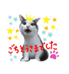ピコチャッピーこのはつひまりつ参上（個別スタンプ：39）
