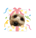 チョコ＆ミルク＆くぅちゃん♡♡（個別スタンプ：16）