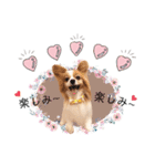 ミルク✩ココア✩ラテのスタンプ（個別スタンプ：8）