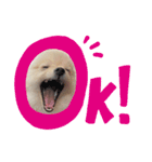 ぼくぺぺだよ（個別スタンプ：3）