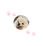 ぼくぺぺだよ（個別スタンプ：4）