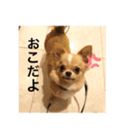 【チワワ】エマ・クレハの日常スタンプ1（個別スタンプ：5）
