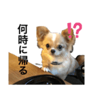 【チワワ】エマ・クレハの日常スタンプ1（個別スタンプ：12）