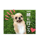 【チワワ】エマ・クレハの日常スタンプ1（個別スタンプ：14）