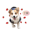 PONZ 2nd コーギーのぽんずスタンプ2（個別スタンプ：15）