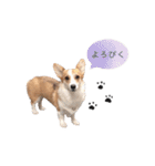 PONZ 2nd コーギーのぽんずスタンプ2（個別スタンプ：17）