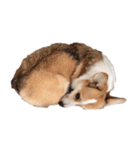 PONZ 2nd コーギーのぽんずスタンプ2（個別スタンプ：22）