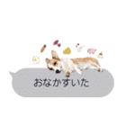 PONZ 2nd コーギーのぽんずスタンプ2（個別スタンプ：33）