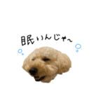 ワンちゃんランド3（個別スタンプ：4）
