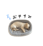 ワンちゃんランド3（個別スタンプ：11）