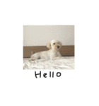 ワンちゃんランド3（個別スタンプ：31）