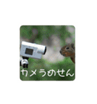 リス リス リス（個別スタンプ：40）