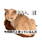ツナ ビッグキャット2（個別スタンプ：1）