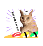 ツナ ビッグキャット2（個別スタンプ：5）