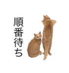 ツナ ビッグキャット2（個別スタンプ：7）