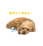 しゃくれトイプードル クレールのスタンプ（個別スタンプ：6）