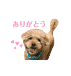 しゃくれトイプードル クレールのスタンプ（個別スタンプ：7）