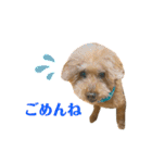 しゃくれトイプードル クレールのスタンプ（個別スタンプ：8）