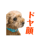 しゃくれトイプードル クレールのスタンプ（個別スタンプ：25）