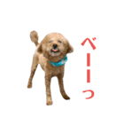 しゃくれトイプードル クレールのスタンプ（個別スタンプ：27）
