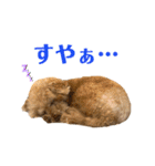 しゃくれトイプードル クレールのスタンプ（個別スタンプ：31）