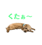 しゃくれトイプードル クレールのスタンプ（個別スタンプ：37）