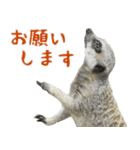 ほほえみフレンズ！ ミーアキャットの日常（個別スタンプ：4）