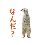 ほほえみフレンズ！ ミーアキャットの日常（個別スタンプ：11）