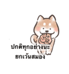 柴犬スス-面白い日常生活 （タイ語）（個別スタンプ：34）