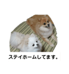 新型コロナウィルスに負けないルルとマロン（個別スタンプ：1）