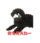 ワン‼️（個別スタンプ：8）