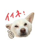 白柴 こゆきちゃん〈総集編〉（個別スタンプ：15）