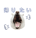白柴 こゆきちゃん〈総集編〉（個別スタンプ：20）