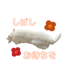 白柴 こゆきちゃん〈総集編〉（個別スタンプ：21）
