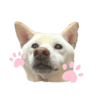 白柴 こゆきちゃん〈総集編〉（個別スタンプ：34）