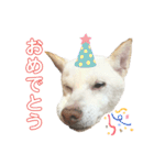 白柴 こゆきちゃん〈総集編〉（個別スタンプ：38）