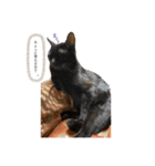 3匹のお猫（個別スタンプ：2）