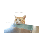 3匹のお猫（個別スタンプ：3）