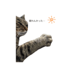 3匹のお猫（個別スタンプ：5）