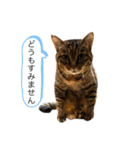 3匹のお猫（個別スタンプ：8）