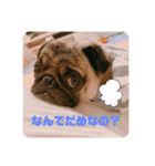うどんちゃん3（個別スタンプ：3）