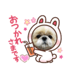 シーズーの翔太スタンプ4（個別スタンプ：5）