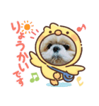 シーズーの翔太スタンプ4（個別スタンプ：15）
