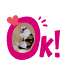 hiromi's cat♡（個別スタンプ：2）